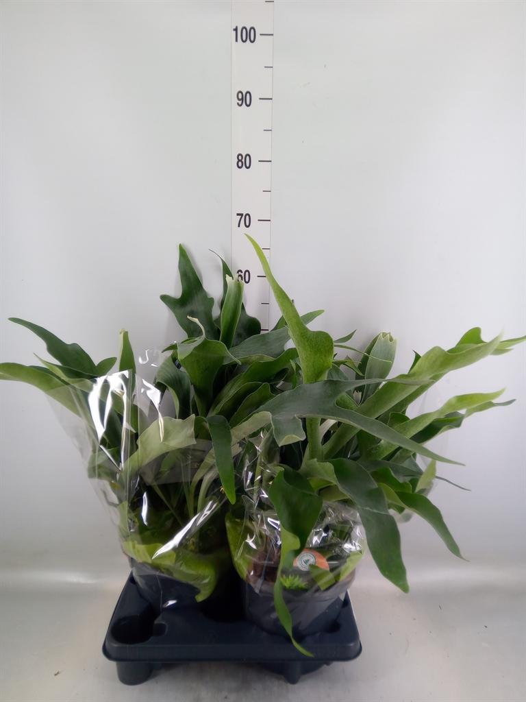 Горшечные цветы и растения оптом Platycerium Bifurc. от 2шт из Голландии с доставкой по России