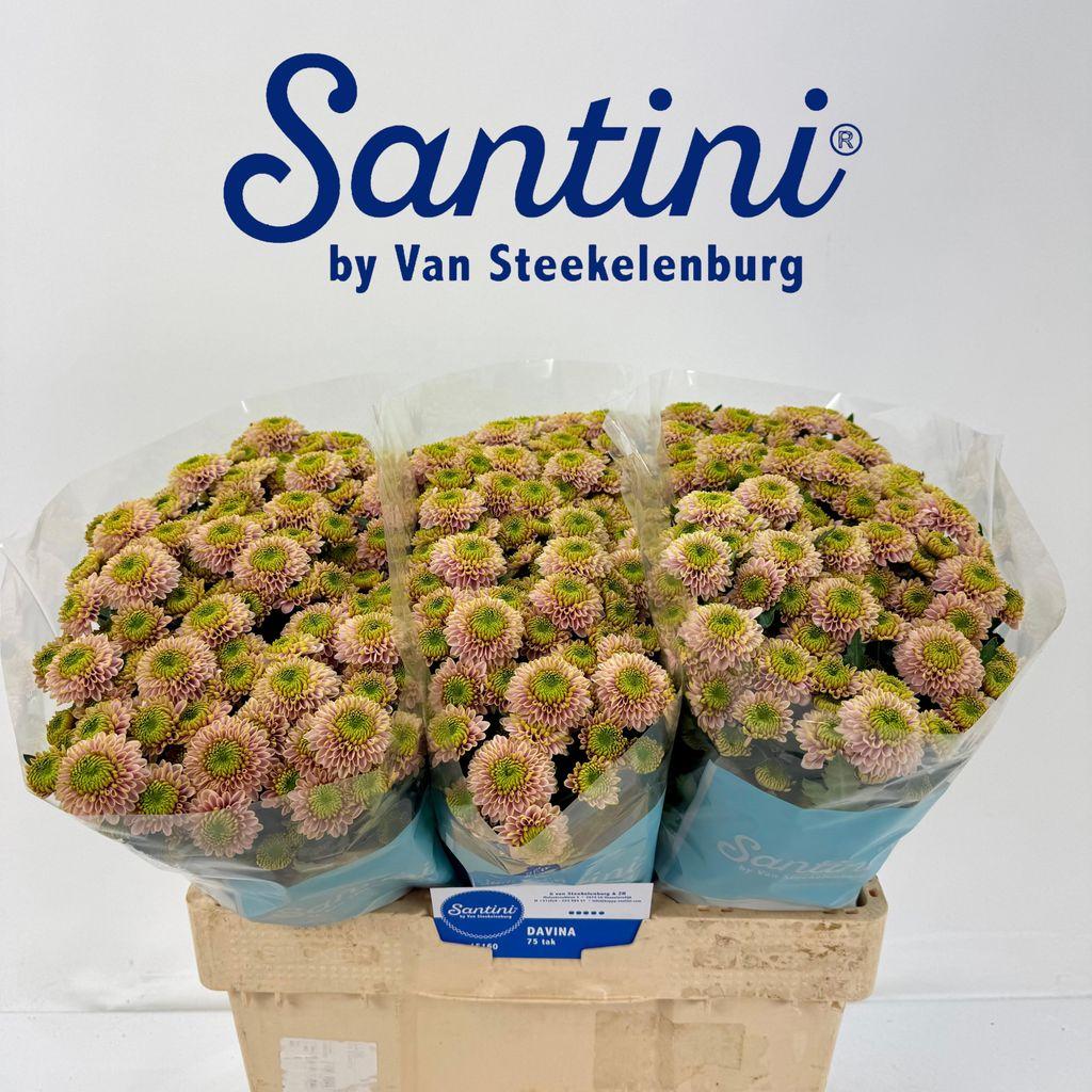 Срезанные цветы оптом Chrys sa davina от 75шт из Голландии с доставкой по России