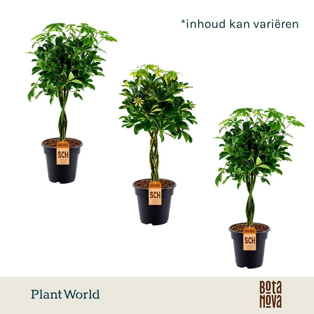 Горшечные цветы и растения оптом Schefflera Gevlochten Stam Mix от 3шт из Голландии с доставкой по России