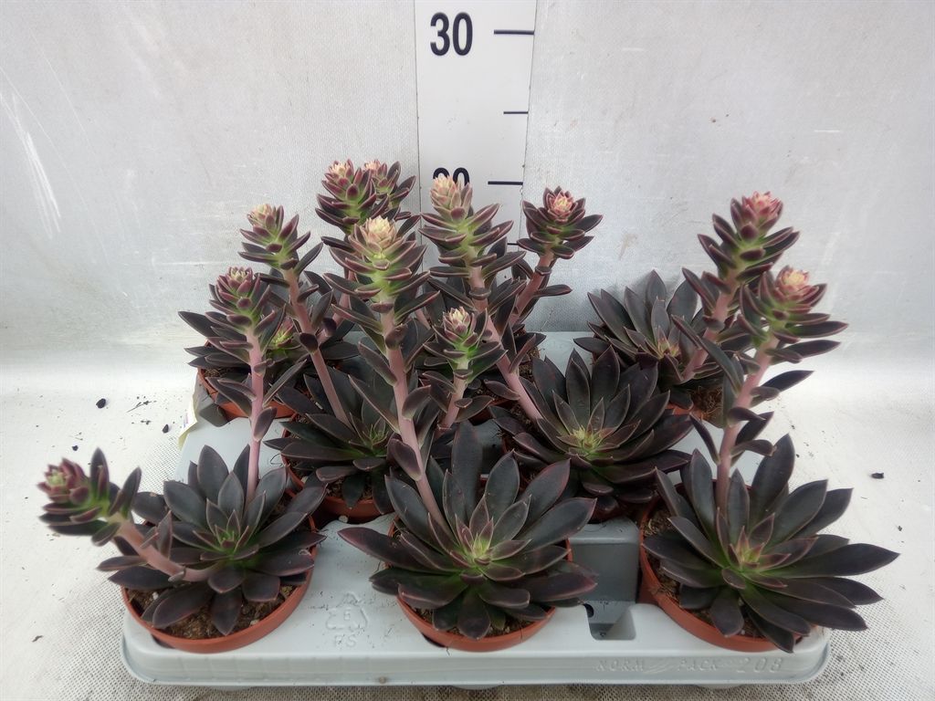 Горшечные цветы и растения оптом Echeveria   ... от 8шт из Голландии с доставкой по России