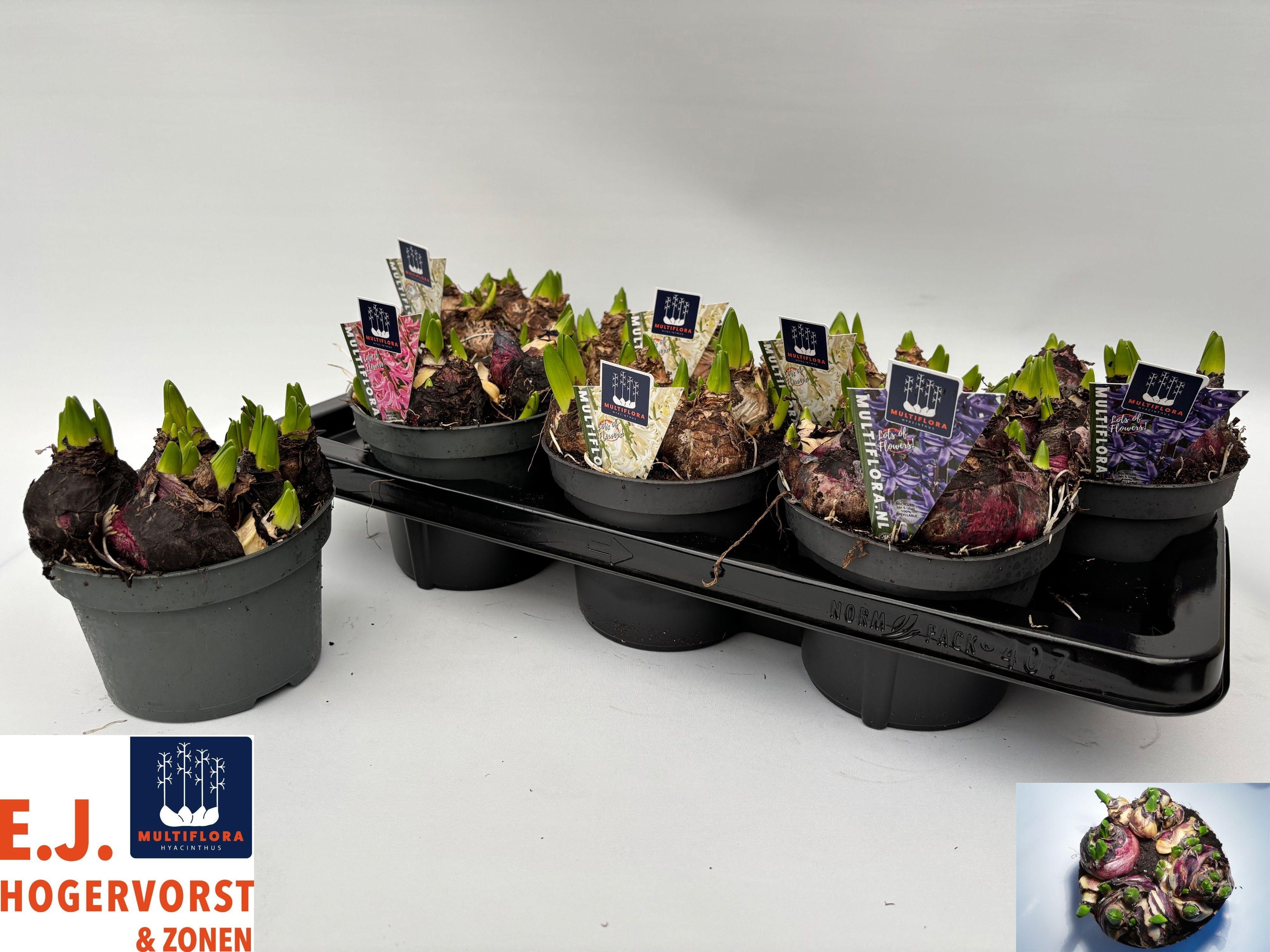 Горшечные цветы и растения оптом Hyacin Mult Gem 3 Kl от 7шт из Голландии с доставкой по России