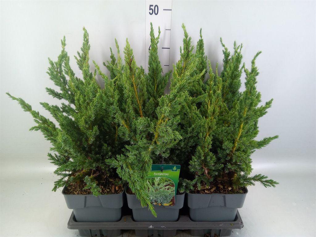 Горшечные цветы и растения оптом Juniperus Squamata   ... от 6шт из Голландии с доставкой по России