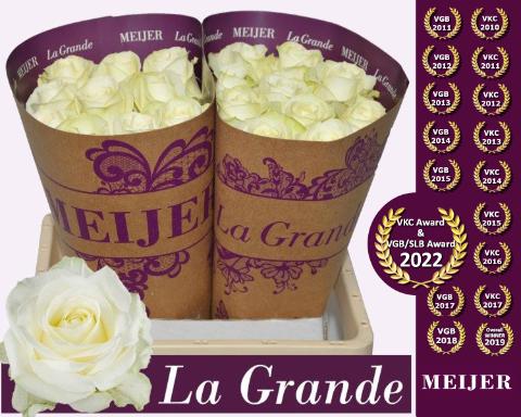 Срезанные цветы оптом Rosa large avalanche+ Meijer La Grande от 20шт из Голландии с доставкой по России