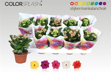 Горшечные цветы и растения оптом Kal Cal Splash Mix от 10шт из Голландии с доставкой по России Горшечные цветы и растения оптом Kal Cal Splash Mix от 10шт из Голландии с доставкой по России