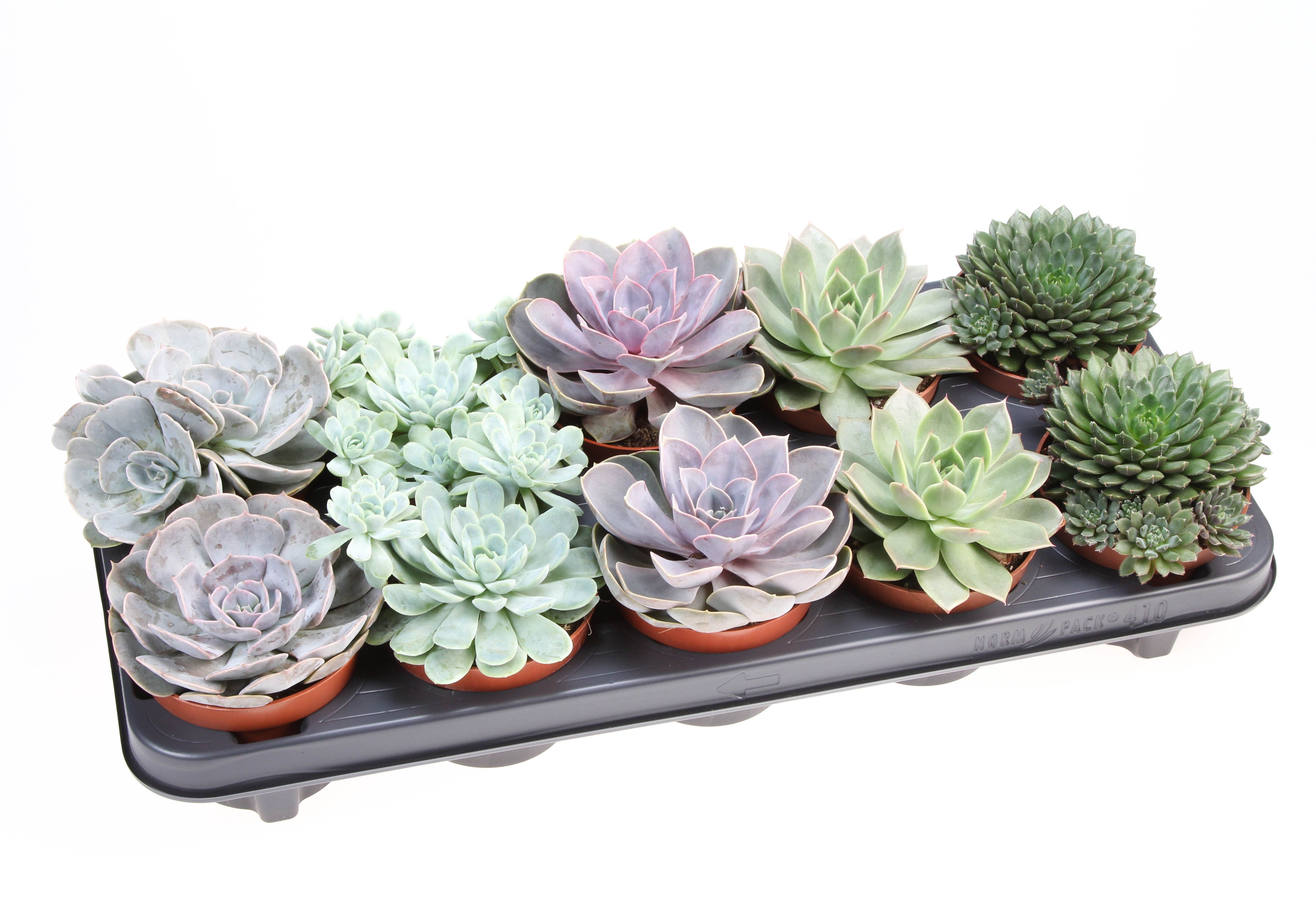 Горшечные цветы и растения оптом Echeveria Mix от 10шт из Голландии с доставкой по России