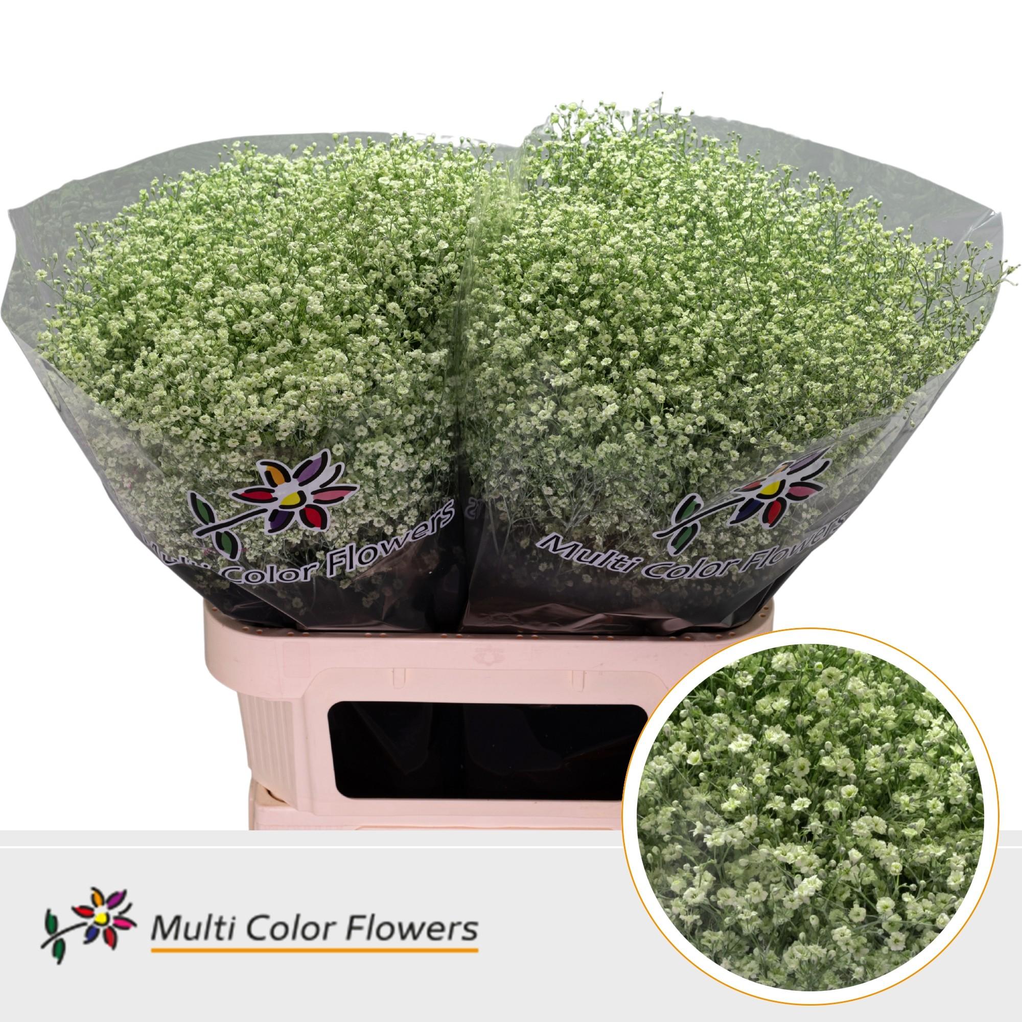 Срезанные цветы оптом Gyps fine paint mintgreen от 50шт. из Голландии с доставкой по России