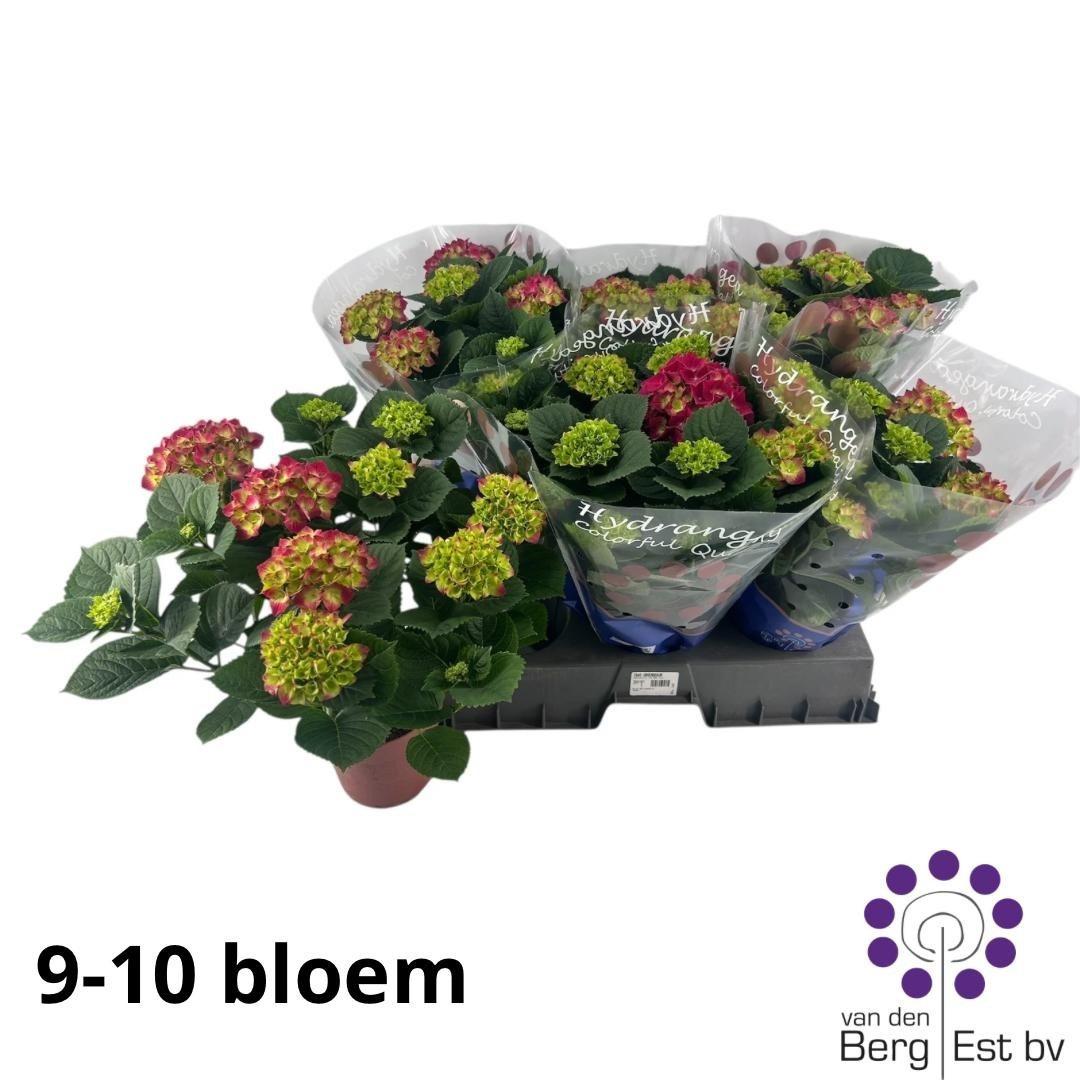 Горшечные цветы и растения оптом Hydr M Speedy Red от 6шт из Голландии с доставкой по России