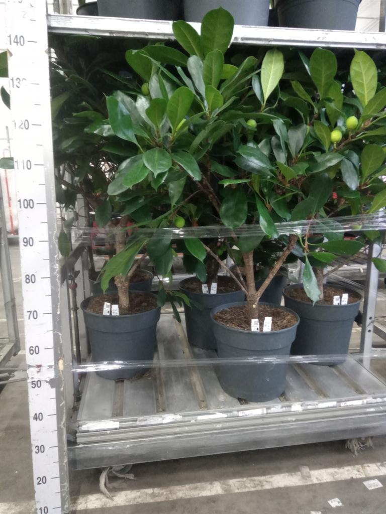Горшечные цветы и растения оптом Ficus Cyathistipula от 1шт из Голландии с доставкой по России