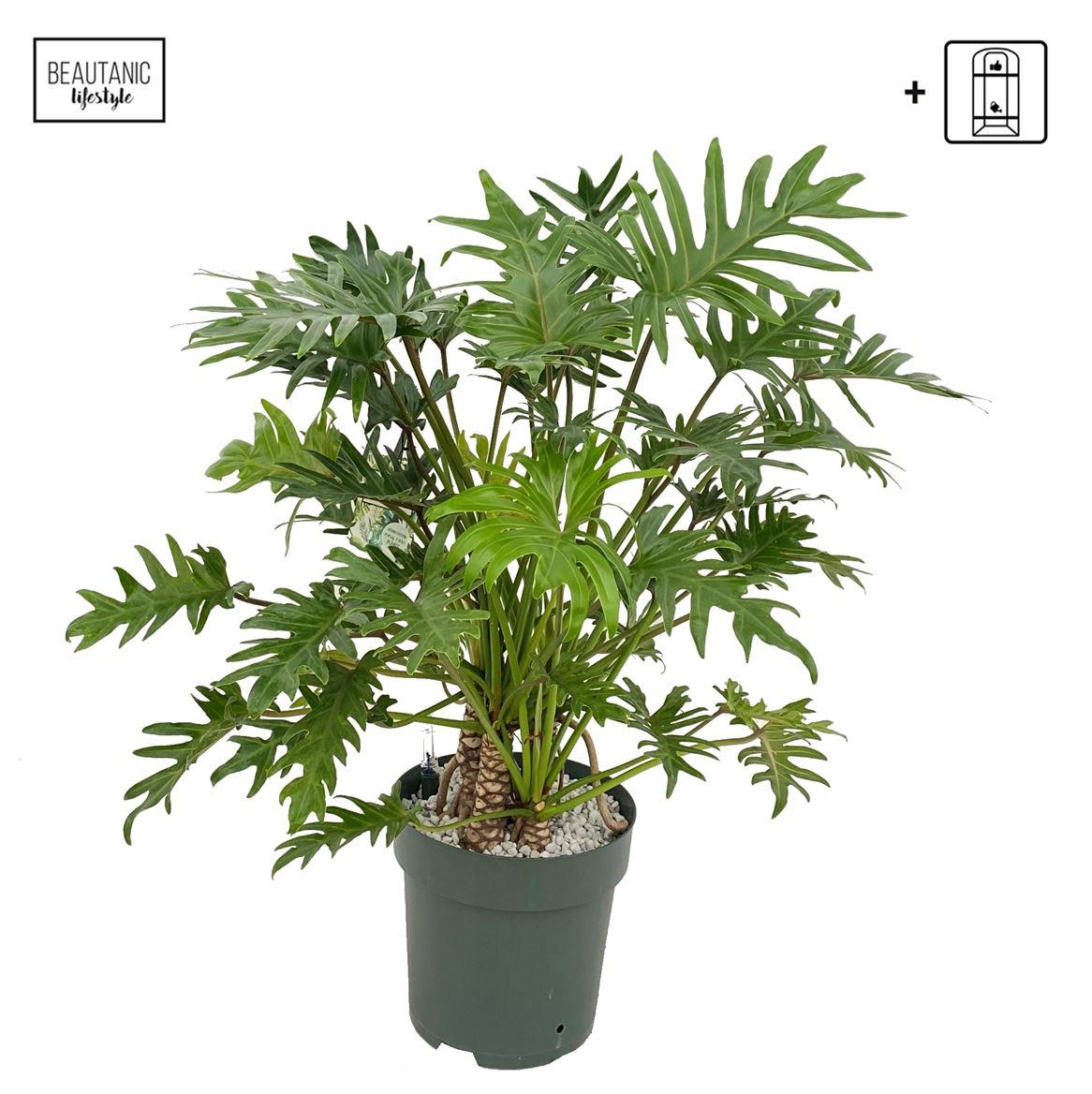 Горшечные цветы и растения оптом Philodendron Xantal + Watermeter от 1шт из Голландии с доставкой по России