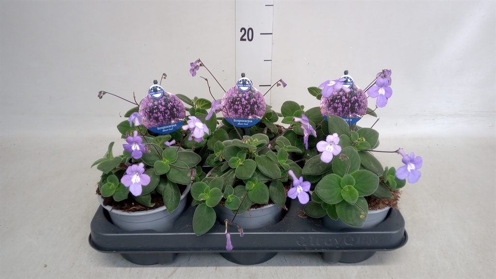 Горшечные цветы и растения оптом Streptocarpus Saxorum от 6шт из Голландии с доставкой по России