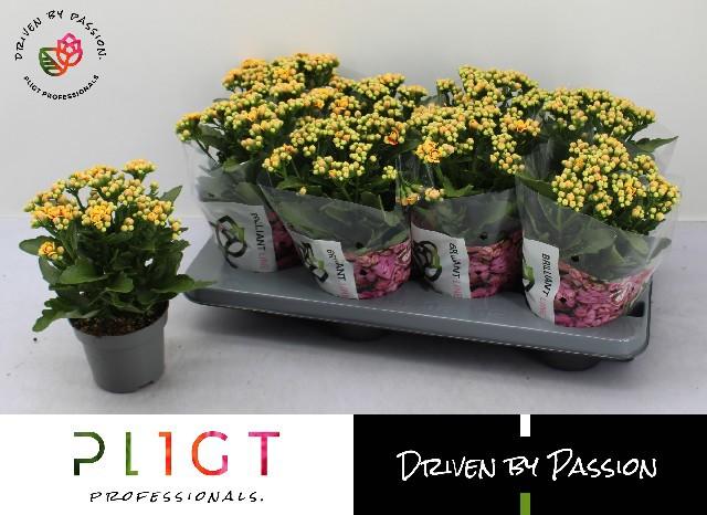 Горшечные цветы и растения оптом Kal Ge Mf Lausanne от 8шт из Голландии с доставкой по России