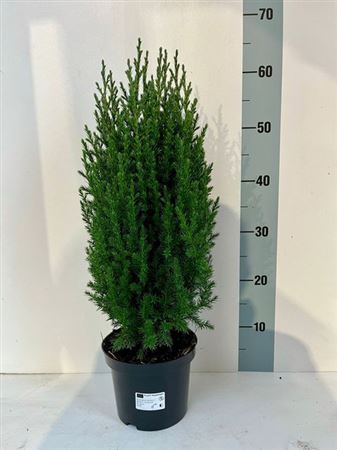 Горшечные цветы и растения оптом Juniperus Chin Stricta от 1шт из Голландии с доставкой по России