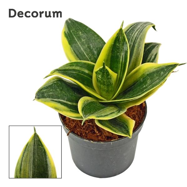 Горшечные цветы и растения оптом Sansevieria Hahnii Flaming (decorum) от 18шт (для телеги) из Голландии с доставкой по России