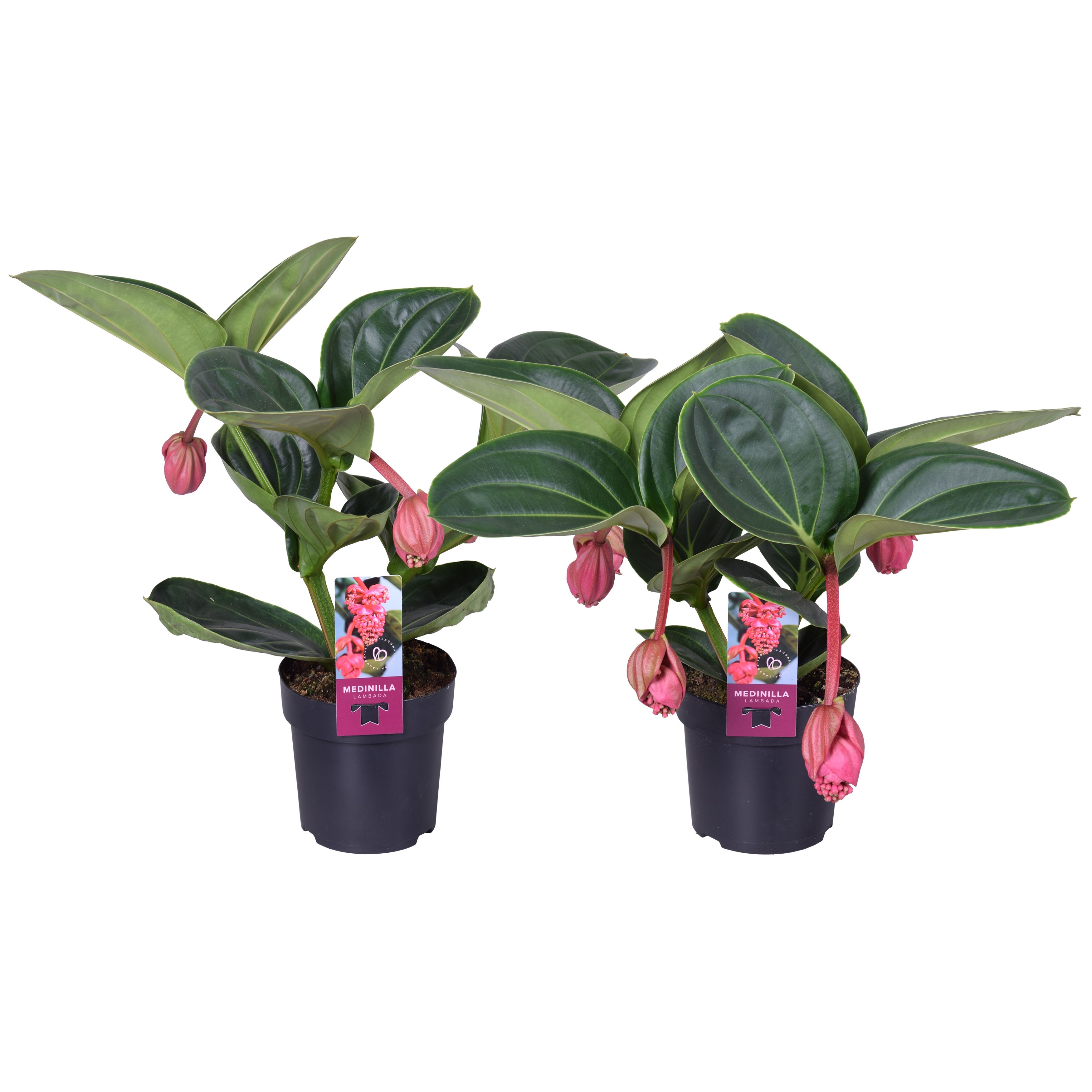 Горшечные цветы и растения оптом Medinilla Magnifica Lambada 2 Etage 3/4 Knop от 1шт из Голландии с доставкой по России