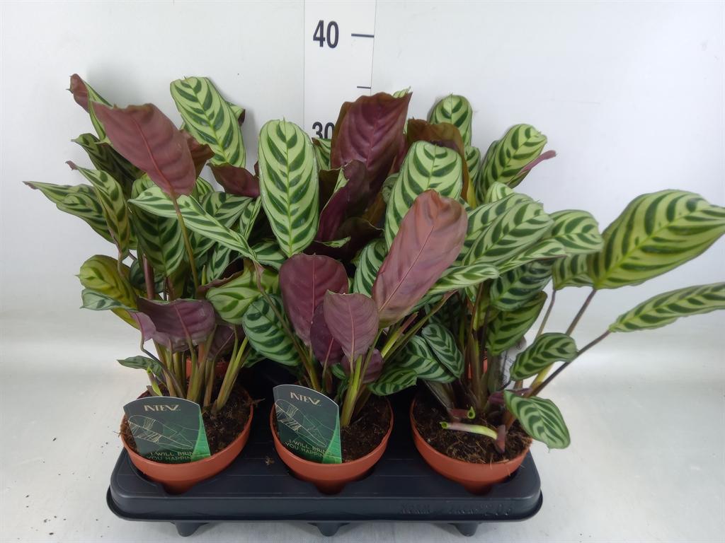 Горшечные цветы и растения оптом Ctenanthe Burle-marxii от 6шт из Голландии с доставкой по России