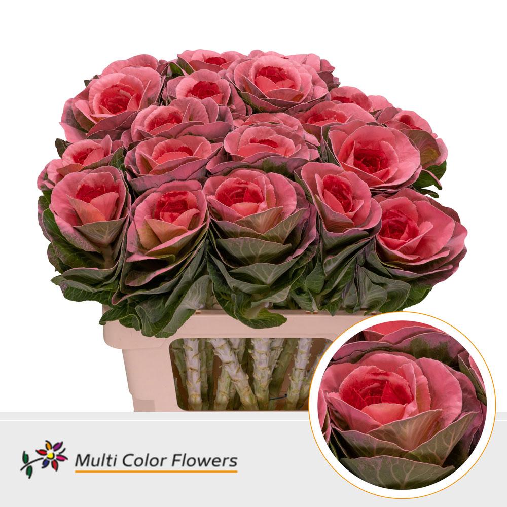 Срезанные цветы оптом Brassica paint pink + red eye от 30шт из Голландии с доставкой по России