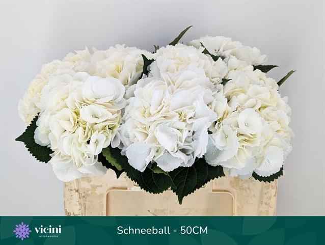 Срезанные цветы оптом Hydrangea schneeball от 10шт. из Голландии с доставкой по России