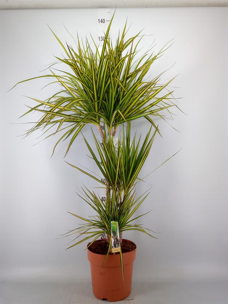 Горшечные цветы и растения оптом Drac Sunray 60-30-15 от 1шт из Голландии с доставкой по России