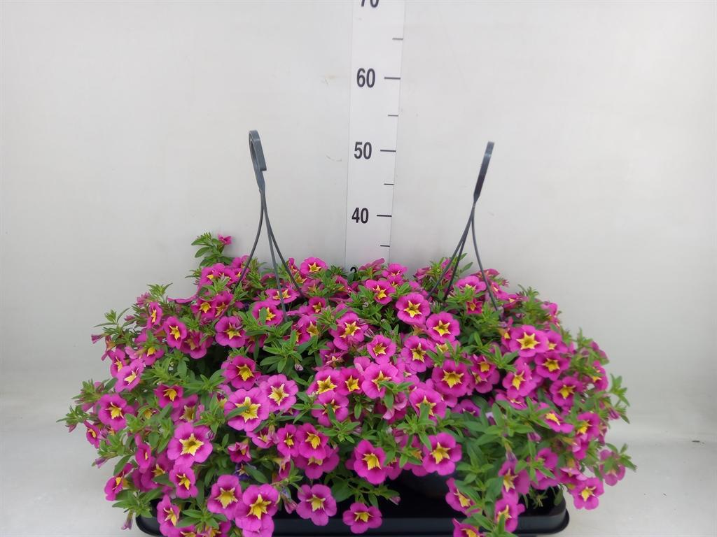 Горшечные цветы и растения оптом Calibrachoa   ...mix от 2шт из Голландии с доставкой по России