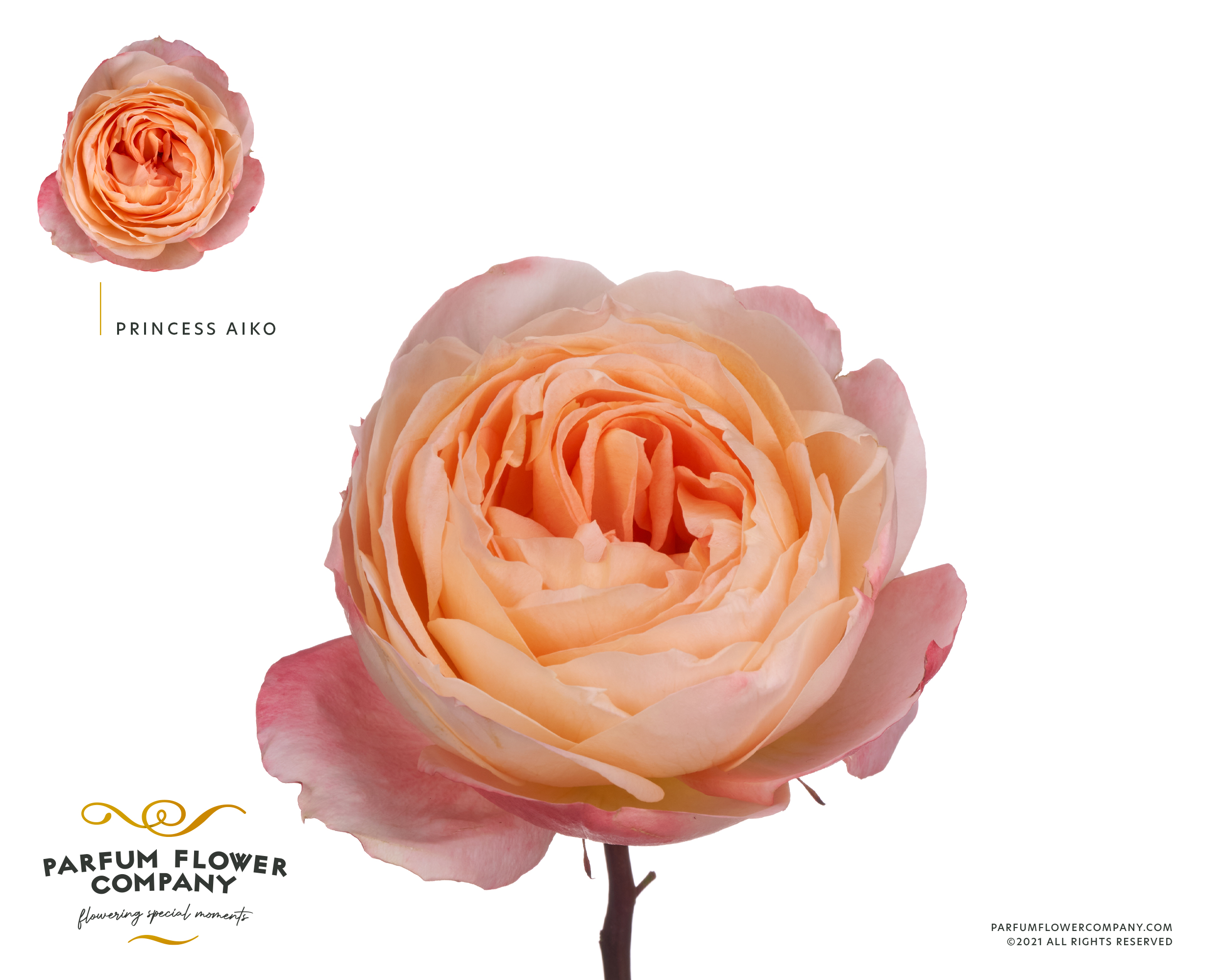 Срезанные цветы оптом Rosa garden princess aiko от 120шт из Голландии с доставкой по России