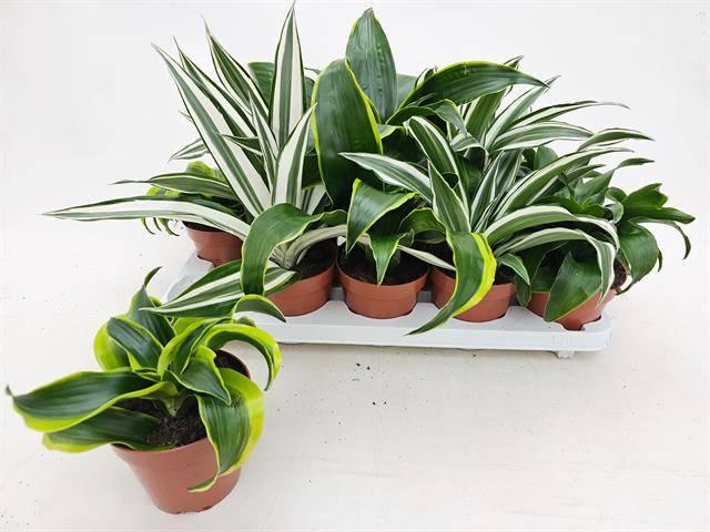 Горшечные цветы и растения оптом Drac Dragon Mix от 10шт из Голландии с доставкой по России Горшечные цветы и растения оптом Drac Dragon Mix от 10шт из Голландии с доставкой по России