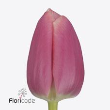 Срезанные цветы оптом Tulipa si milkshake от 150шт из Голландии с доставкой по России