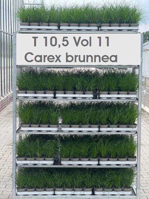 Горшечные цветы и растения оптом Carex Brunnea от 11шт из Голландии с доставкой по России