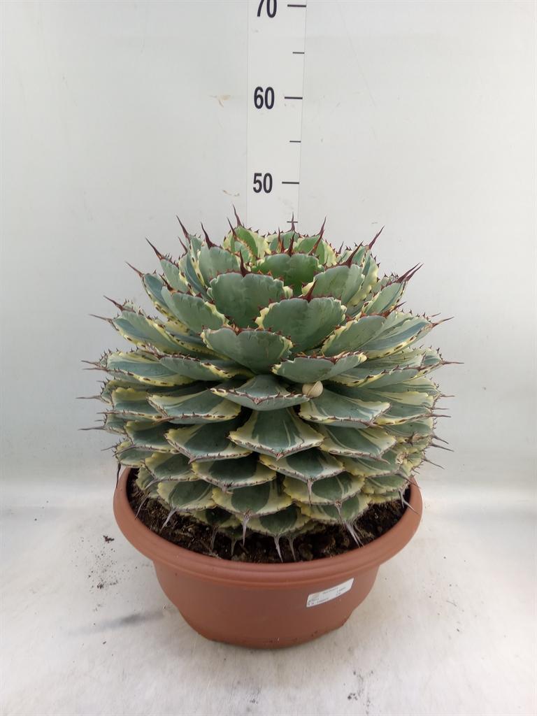 Горшечные цветы и растения оптом Agave   ... от 1шт из Голландии с доставкой по России