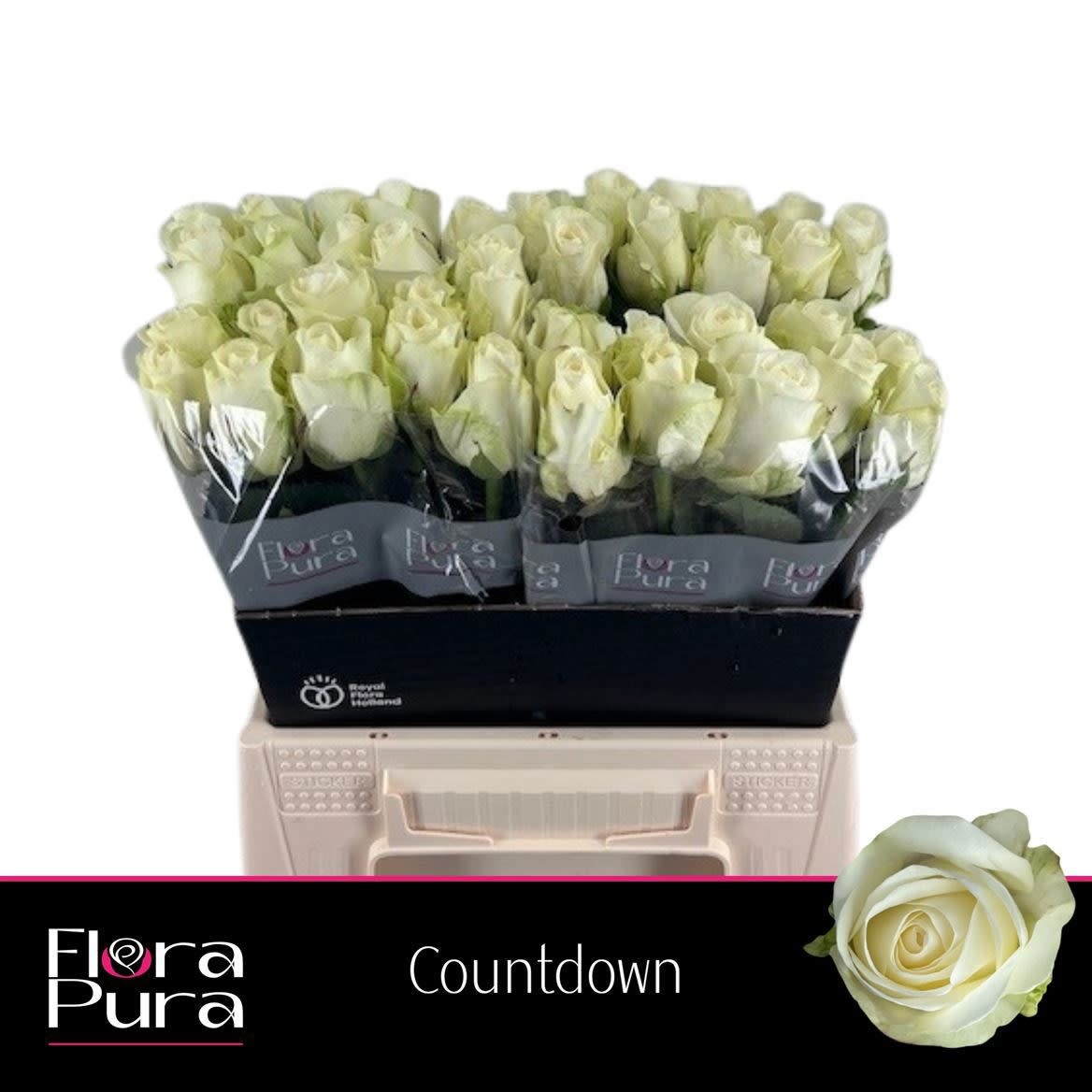 Срезанные цветы оптом Rosa large countdown от 40шт... из Голландии с доставкой по России