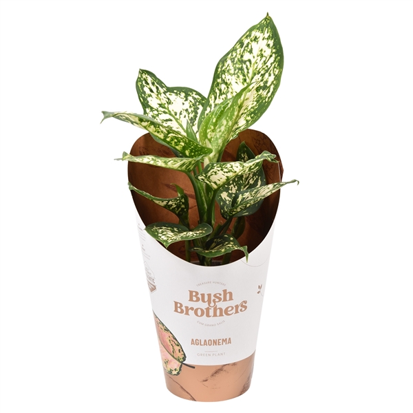 Горшечные цветы и растения оптом Aglaonema White Star от 12шт из Голландии с доставкой по России