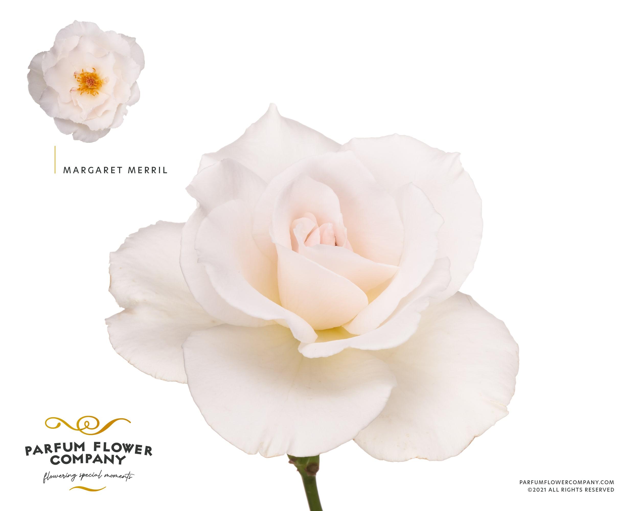 Срезанные цветы оптом Rosa garden margaret merril (scented) от 36шт из Голландии с доставкой по России