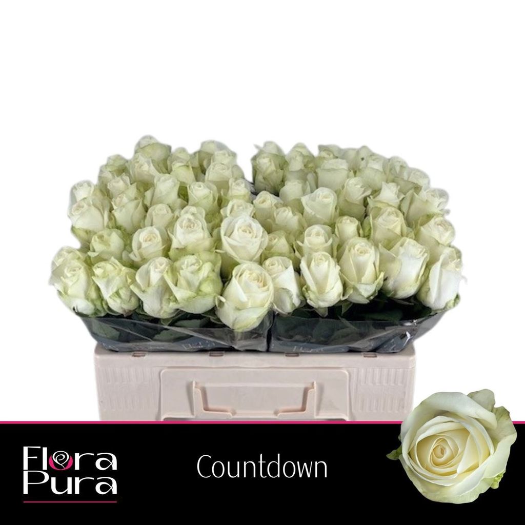 Срезанные цветы оптом Rosa large countdown от 60шт из Голландии с доставкой по России