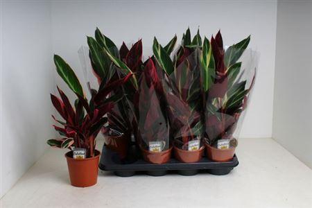 Горшечные цветы и растения оптом Strom Sa Triostar от 8шт из Голландии с доставкой по России