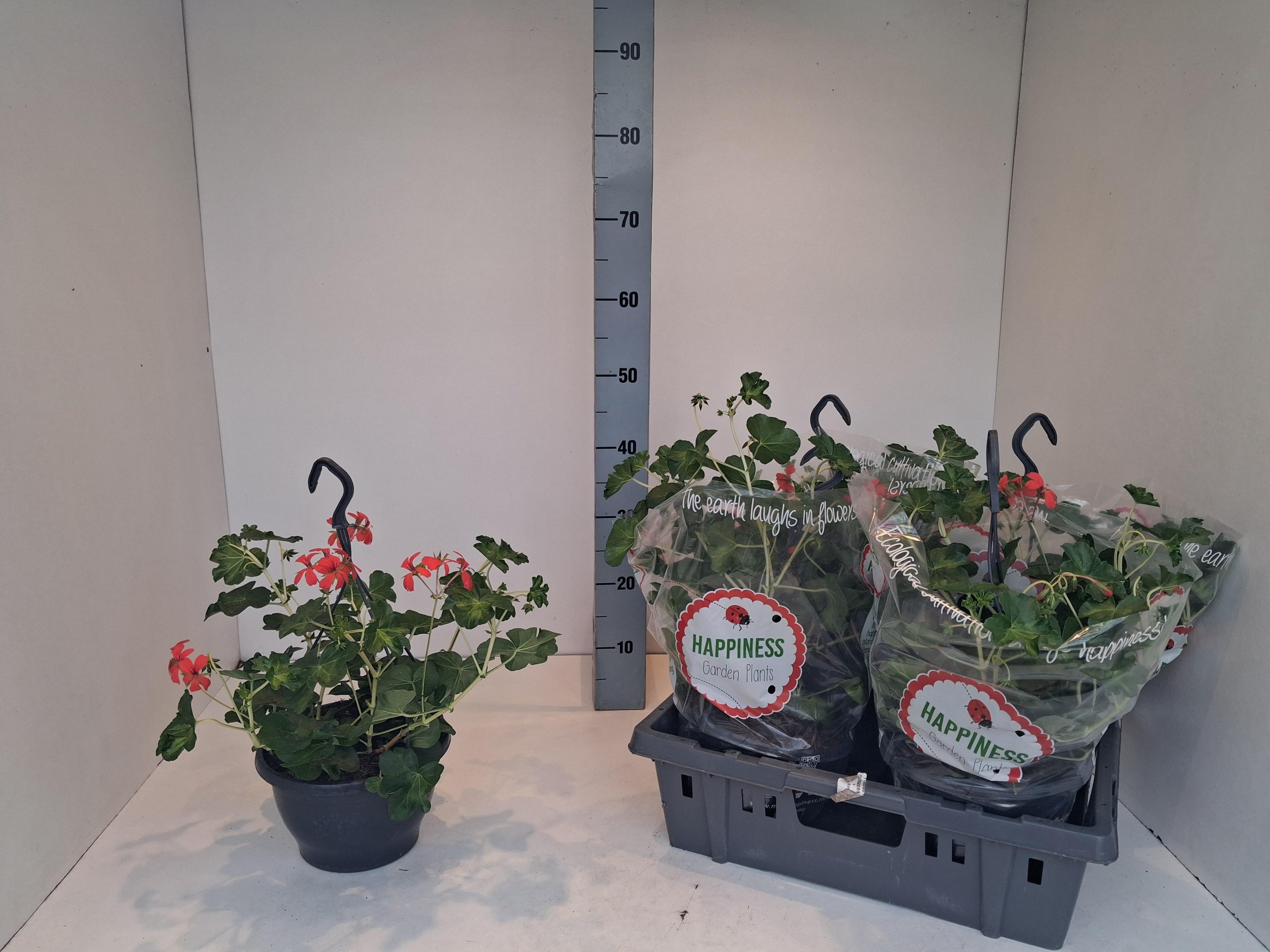 Горшечные цветы и растения оптом Pel Pelt Decora Gem от 4шт из Голландии с доставкой по России