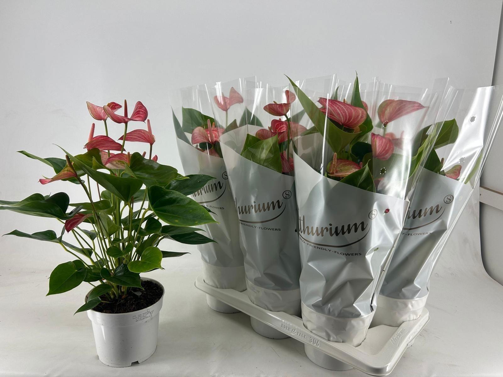 Горшечные цветы и растения оптом Anthu A Livium Red от 6шт из Голландии с доставкой по России