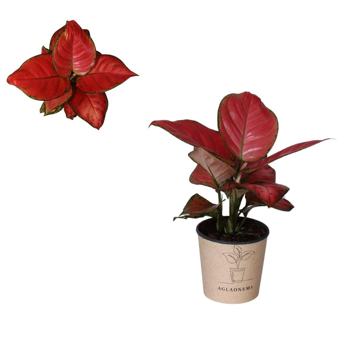 Горшечные цветы и растения оптом Aglaonema Danxia от 4шт из Голландии с доставкой по России