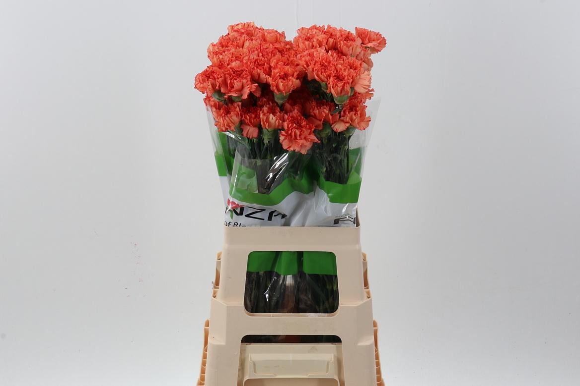 Срезанные цветы оптом Dianthus st cowboy от 80шт из Голландии с доставкой по России