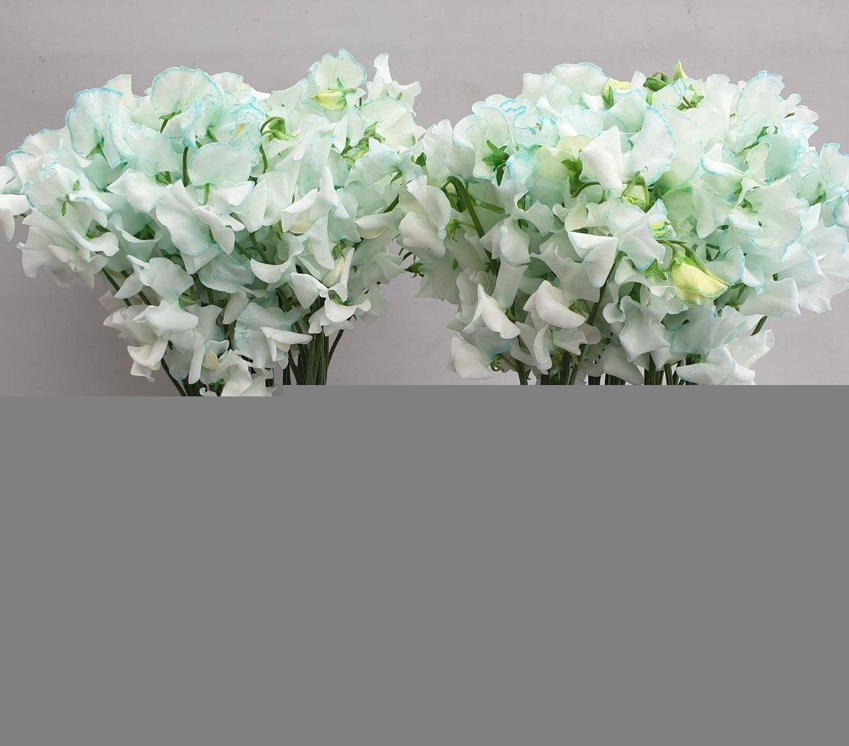 Срезанные цветы оптом Lathyrus paint iceblue magic от 100шт из Голландии с доставкой по России