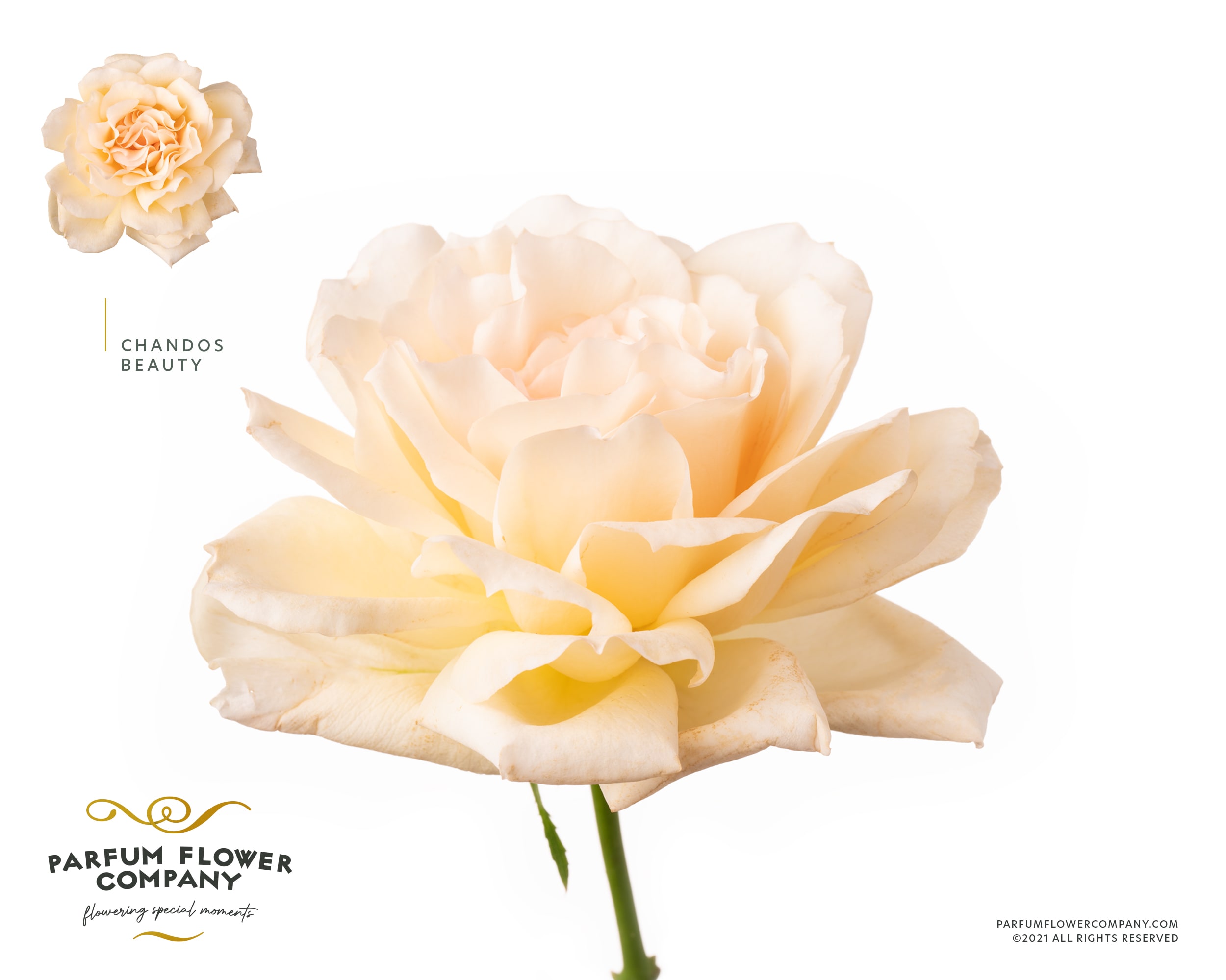 Срезанные цветы оптом Rosa garden bella anita от 24шт из Голландии с доставкой по России