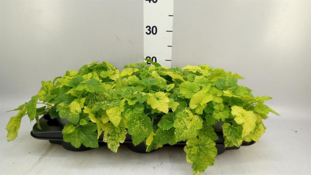 Горшечные цветы и растения оптом Tolmiea Menziesii ...variegated от 6шт из Голландии с доставкой по России