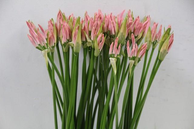 Срезанные цветы оптом Nerine pink light от 100шт из Голландии с доставкой по России