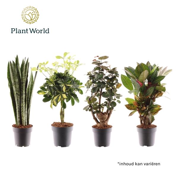 Горшечные цветы и растения оптом Plantmix Santorini (diverse Soorten) от 6шт из Голландии с доставкой по России