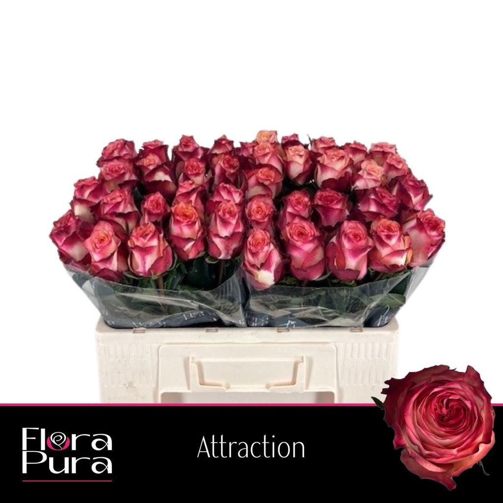 Срезанные цветы оптом Rosa large attraction от 60шт из Голландии с доставкой по России
