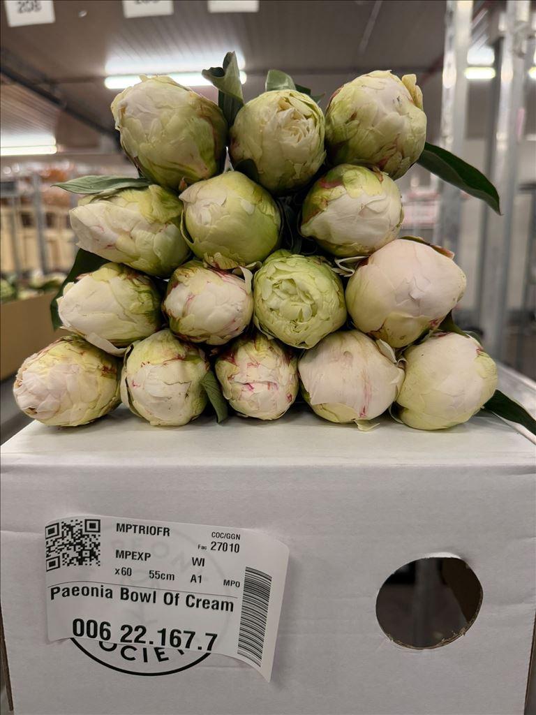 Срезанные цветы оптом Paeonia bowl of cream от 60шт из Голландии с доставкой по России