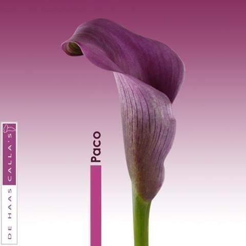 Срезанные цветы оптом Zantedeschia paco от 40шт из Голландии с доставкой по России