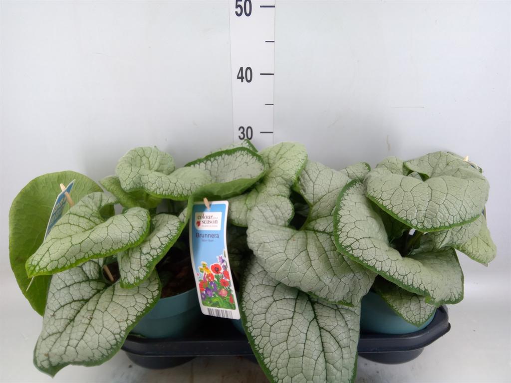 Горшечные цветы и растения оптом Brunnera Macrophylla   ... от 3шт из Голландии с доставкой по России