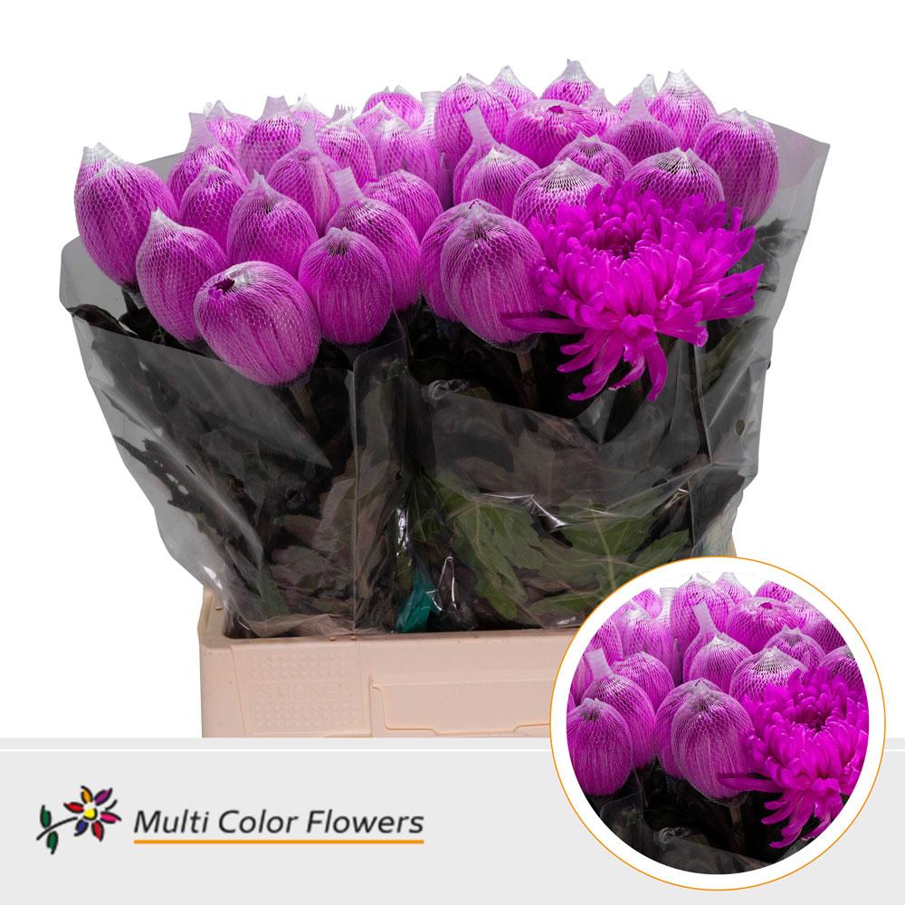 Срезанные цветы оптом Chrys bl paint antonov cerise от 40шт из Голландии с доставкой по России