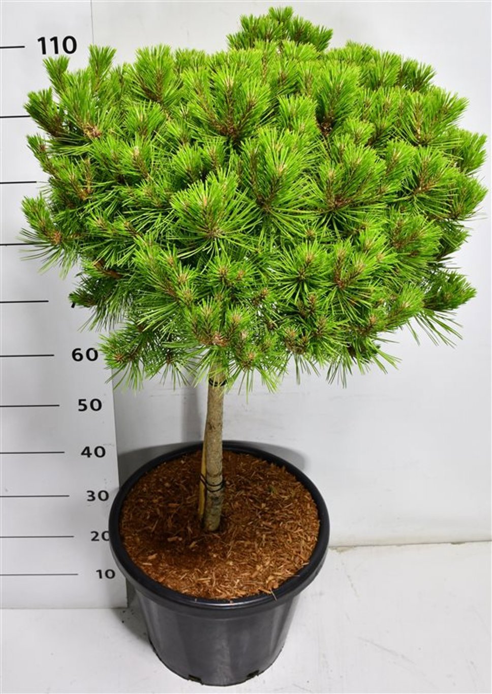 Горшечные цветы и растения оптом Pinus Strobus Macopin On Stem от 1шт из Голландии с доставкой по России
