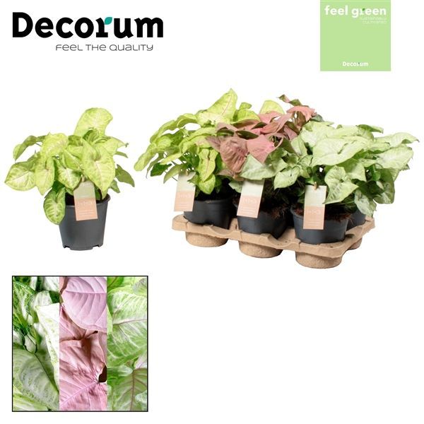 Горшечные цветы и растения оптом Syngonium Mix Feel Green (decorum) от 6шт из Голландии с доставкой по России