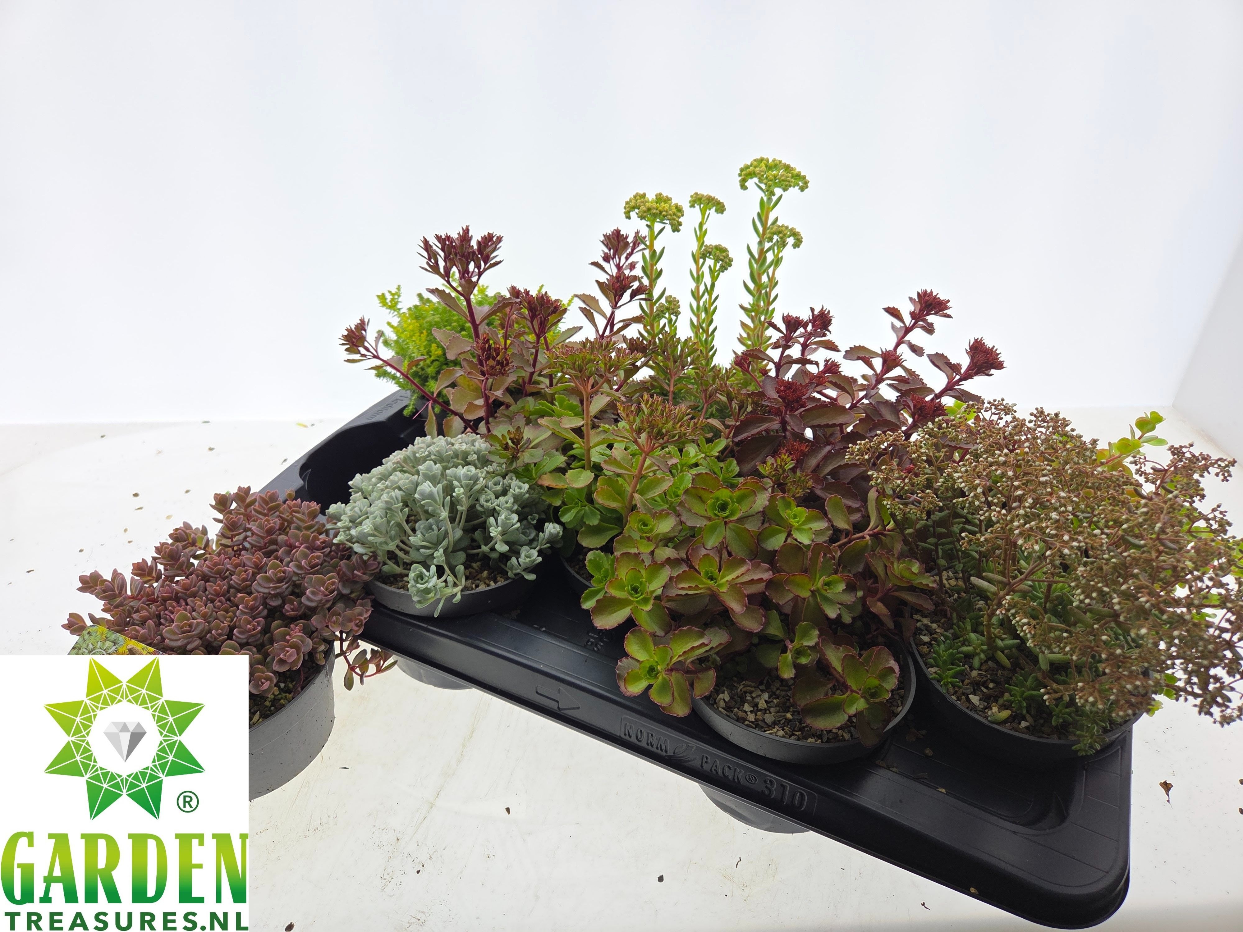 Горшечные цветы и растения оптом Sedum Gem от 10шт из Голландии с доставкой по России